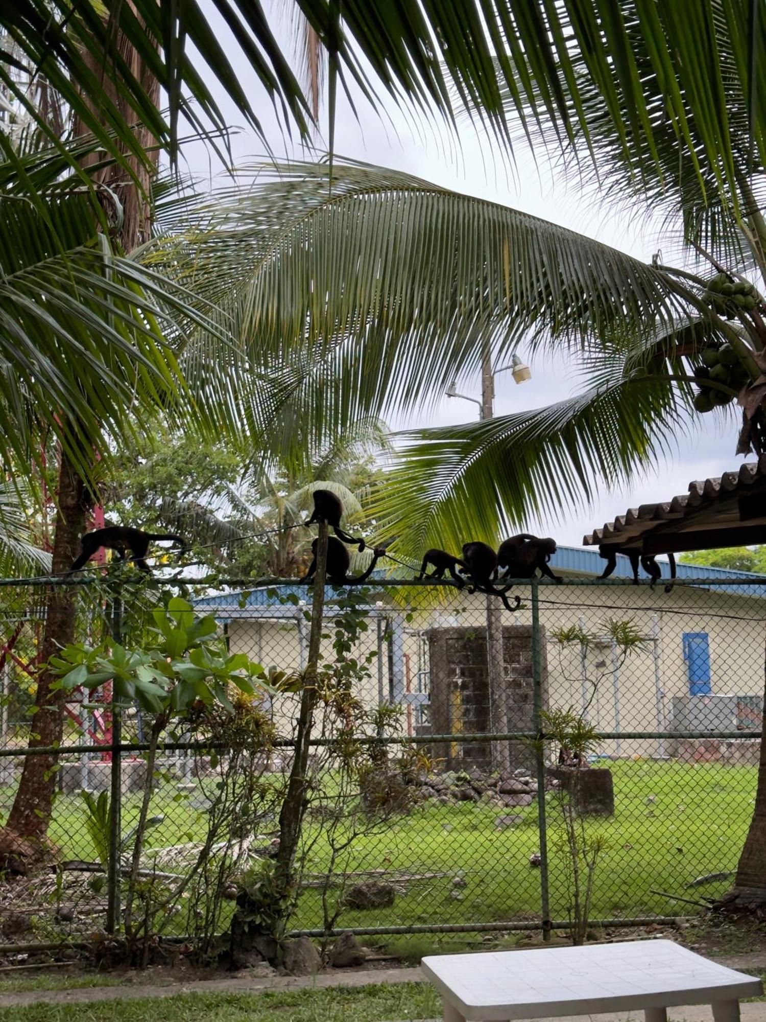 Casa Mamre Hostel Cahuita Exterior foto